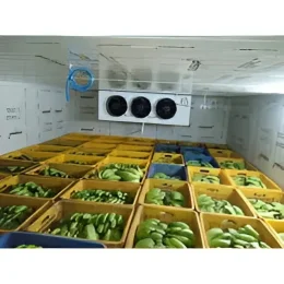 Ripening & Distribution Rooms